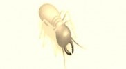 diagnostic termites